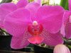 407_2011051509_Paradise_Orchids